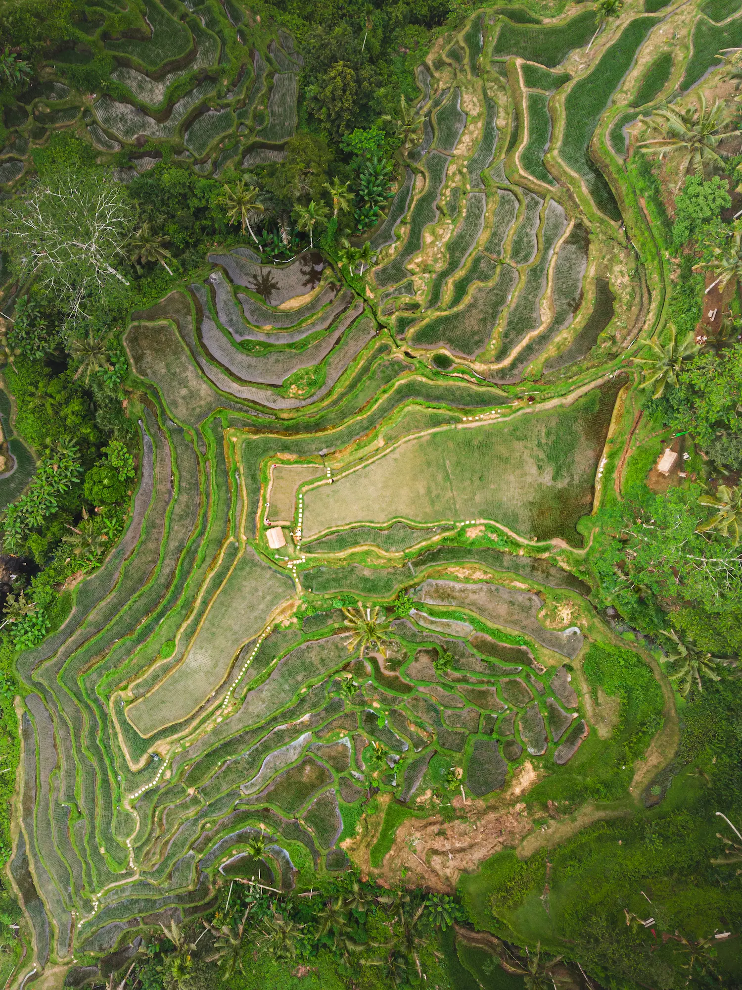 Rice Terrace, Bali