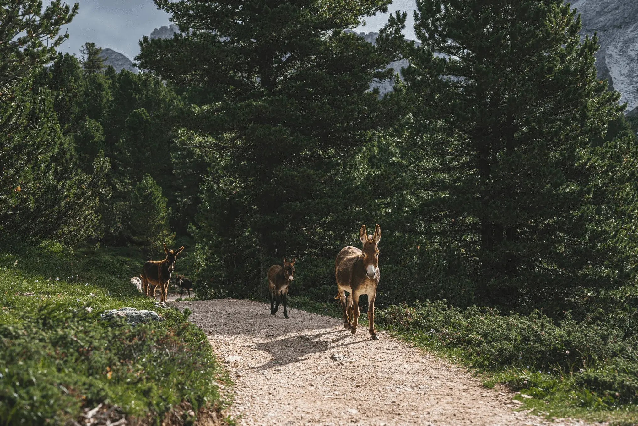 Photo from dolomites