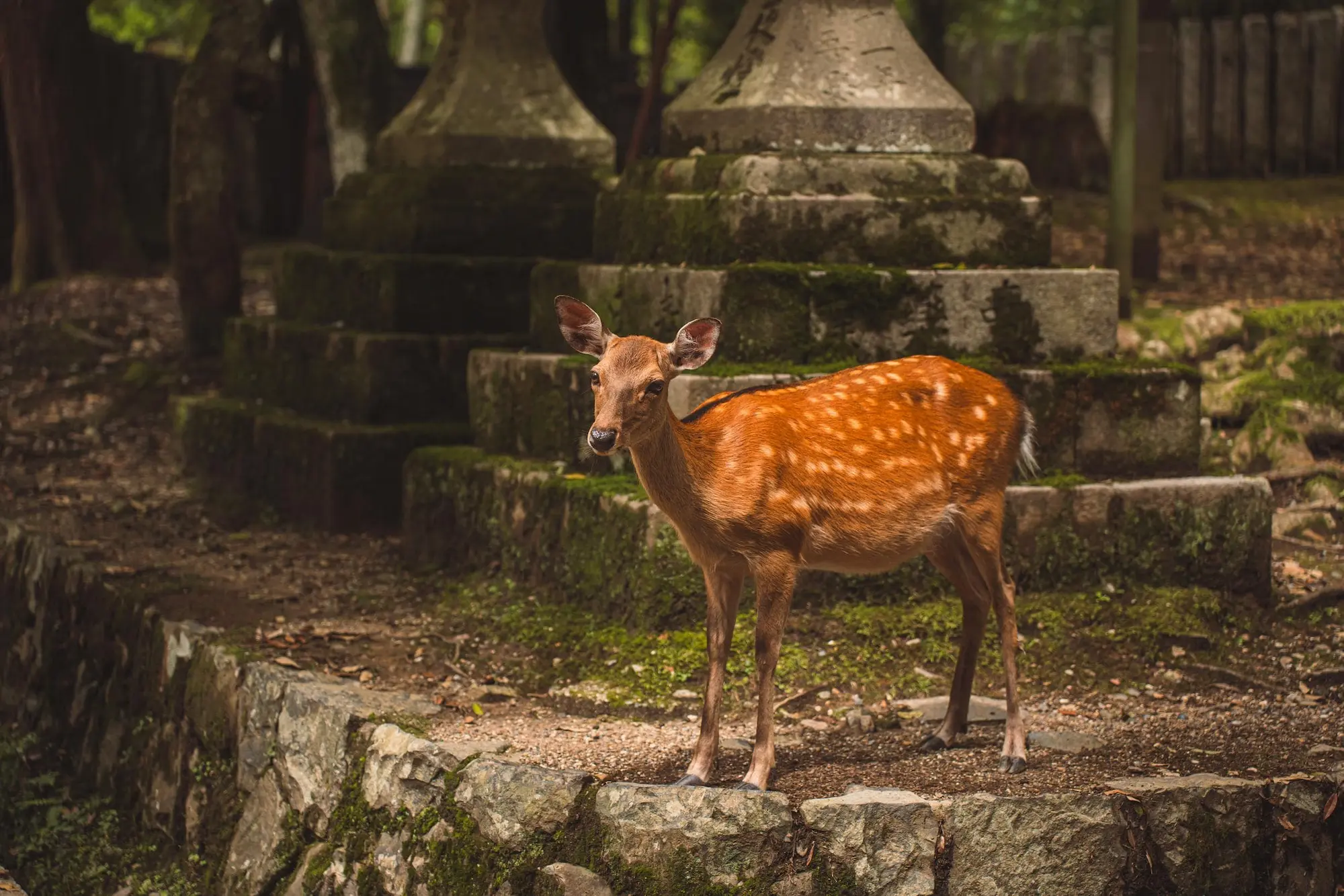 Photograph from japan