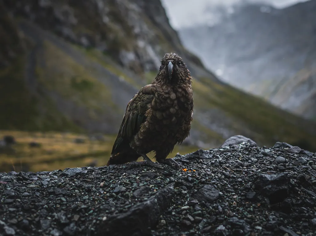 Photo from newzealand