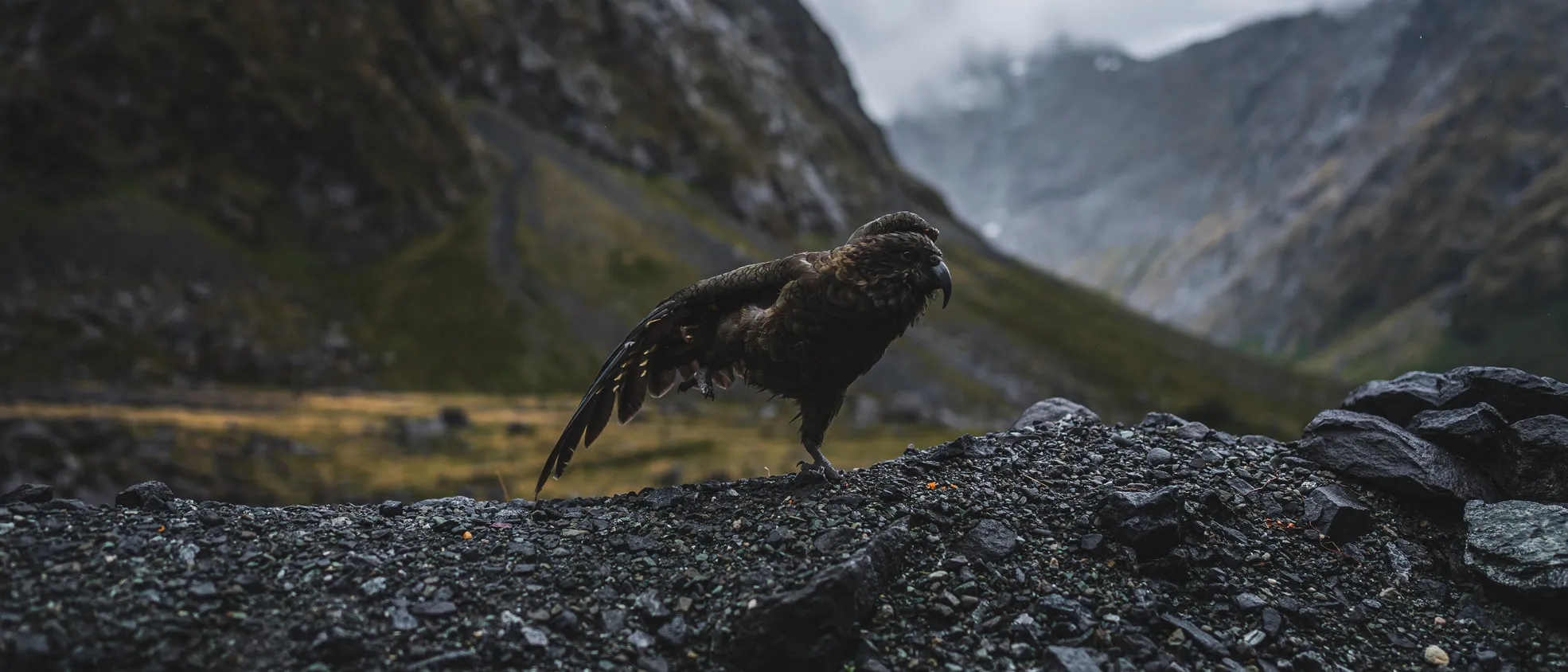 Photo from newzealand